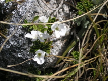 Hebe macrantha. var. brachyphylla